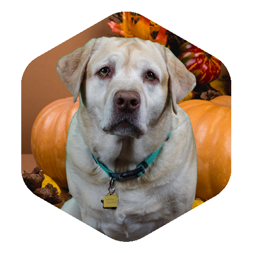 Jelly profile image