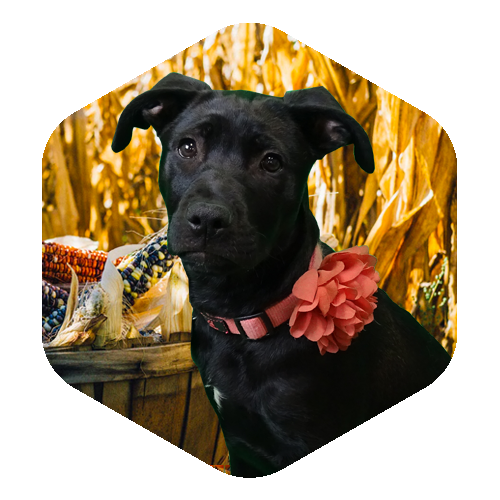Peanut Butter profile image